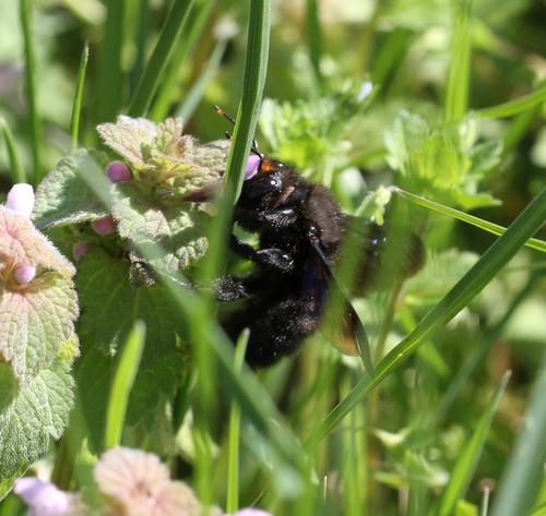 Xylocopa violacea